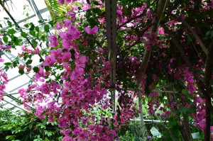 a huge purple hanging plant in a glasshouse. a warm place